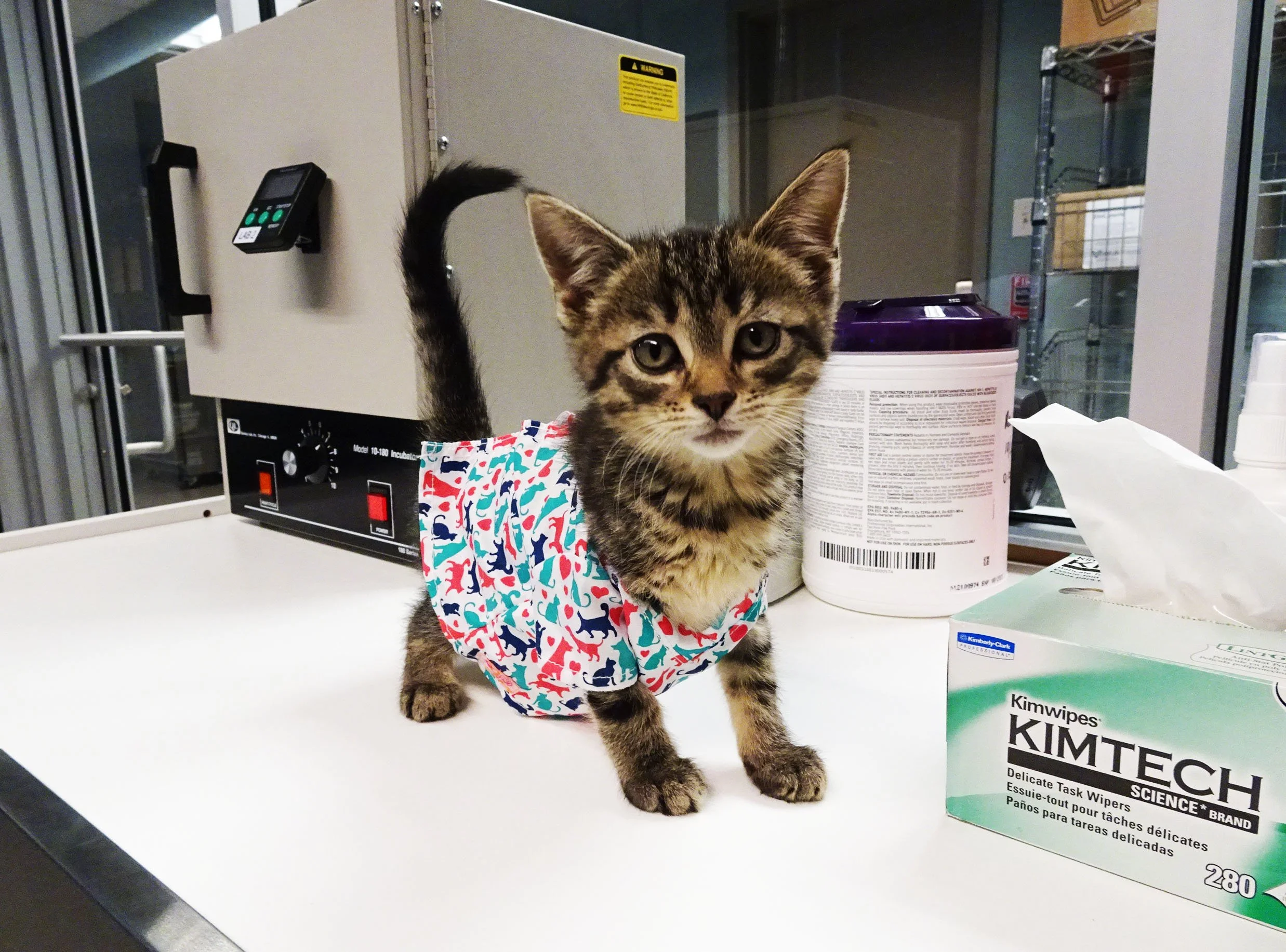 Tabby kitten wearing a cat-print gown on a laboratory bench